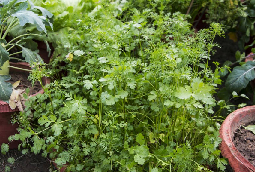 Coriander Plant